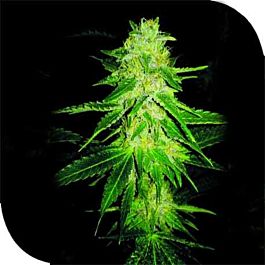 Plantformers Pineapple OG Feminized