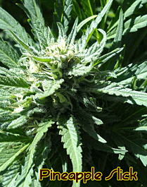 Original Sensible Seeds Pineapple Slick Feminized