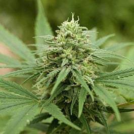 G13 Labs Pineapple Express #2 Feminized