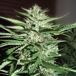 G13 Labs Pineapple Express Feminized
