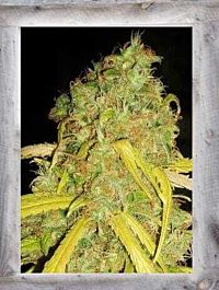 Garden of Green Pineapple Amnesia Feminized