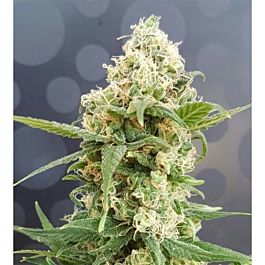 Lineage Genetics Pineapple Auto Feminized