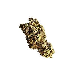 Amsterdam Genetics Pineapple Kush Feminized