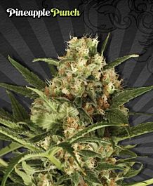 Auto Seeds Pineapple Punch Auto Feminized