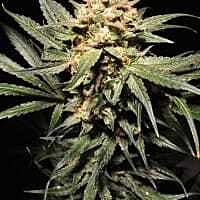 Reeferman Seeds Pink Kush Regular