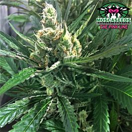 Mosca Seeds Pink Lemon-Aid Regular