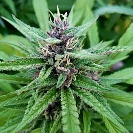 Purple Caper Seeds Pink Panties Regular