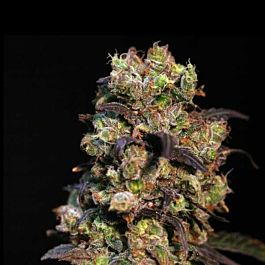 EVA Female Seeds Pink Plant Feminized
