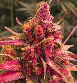 Apothecary Genetics Pink Berry Regular