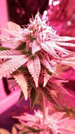 Holy Smoke Seeds Pink Cadillac Feminized