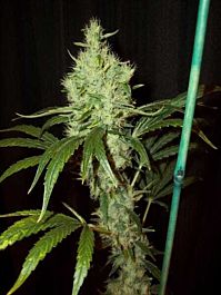 Mr Nice Seedbank Pink Floyd Regular