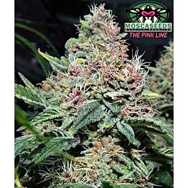 Mosca Seeds Pink Gorilla Regular
