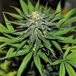 Mosca Seeds Pinky Blinders Regular Seeds (Limited Edition)