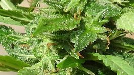 Freedom of Seeds Pixie Punch Auto Feminized