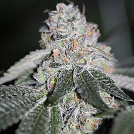 SINCITY Seeds Platinum deLight Regular