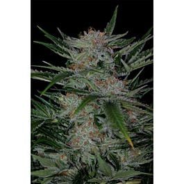 TGA SubCool Genetics Plushberry Regular