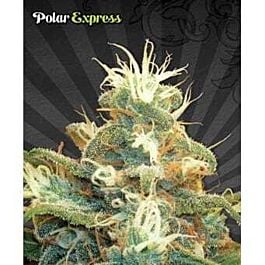 Auto Seeds Polar Express Automatic Feminized