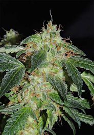 Karma Genetics Polar Bear Regular