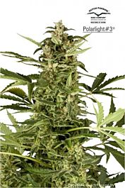 Dutch Passion Polarlight #3 Autoflowering Feminised