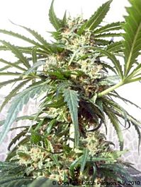 Dutch Passion Polarlight Autoflowering Feminised