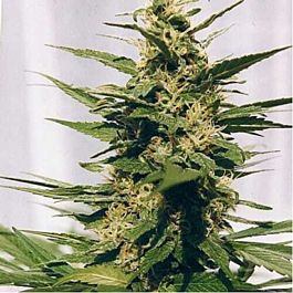 Spliff Seeds Polm Gold Outdoor Feminized