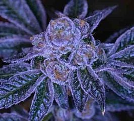 Archive Seeds Polynesian Thin Mints Regular