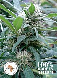 Seeds of Africa Apondo Mystic Regular