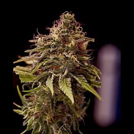 Positronics Seeds CBD Caramel Ice Feminized