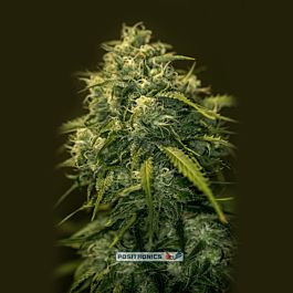 Positronics Seeds CBD Jack Diesel Feminized