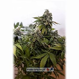 Positronics Seeds Wernard Express Auto Feminized