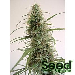 Afropips Regular Seeds Malawi 99 Regular