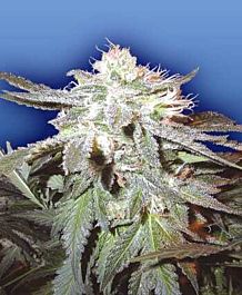 Flying Dutchmen Pot of Gold Regular