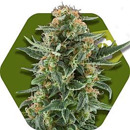 ZAMBEZA Seeds Power Plant XL Auto Feminized
