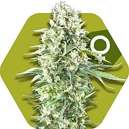 ZAMBEZA Seeds Power Plant XL Feminized