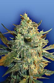 Flying Dutchmen Power Skunk Feminised