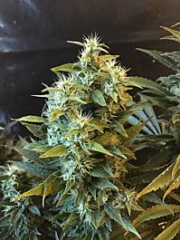 Seedsman Power Africa x MK Ultra Fast Feminized