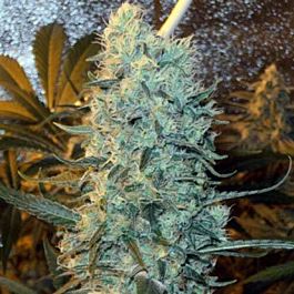 Spliff Seeds Power Plant Regular