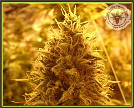 Kalis Fruitful Puff Puff Pass Out Feminized