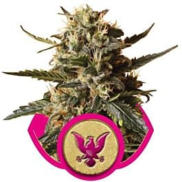 Royal Queen Seeds Presidential O.G Feminised