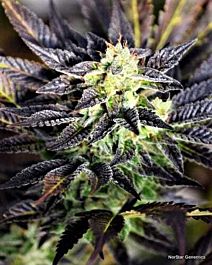 Norstar Genetics Pretty Wicked Regular