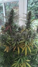 The Real Seed Company Sinai Regular