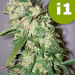 ROOR Seeds ROOR I1 Ash Regular