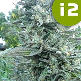 ROOR Seeds ROOR I2 Bubba OG Regular