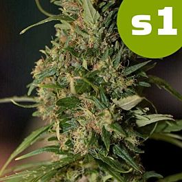 ROOR Seeds ROOR S1 Nev OS Regular
