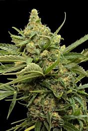 Grass-O-Matic Maxi GoM Feminised Autoflowering