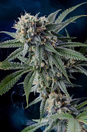 Homegrown Natural Wonders Professor Chaos Regular Cannabis