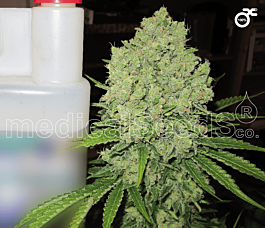 Medical Seeds Prozack Feminised