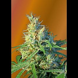 Sweet Seeds Psicodelicia Feminised