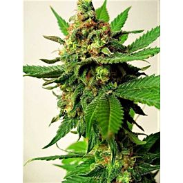 Critical Mass Collective Psychotropic Mass Feminized