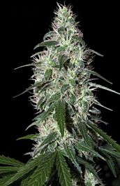 Buddha Seeds Pulsar Feminised
